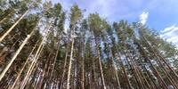 8 000 000 р. Сысерть - Агентство недвижимости Сысертская Усадьба, Сысерть